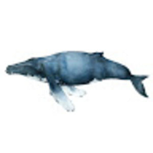 Meet your Posher, Ari